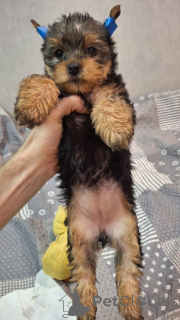 Foto №3. Miniatur Yorki.. Litauen