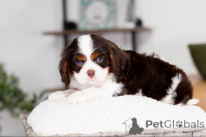 Foto №1. cavalier king charles spaniel - zum Verkauf in der Stadt Barsbüttel | verhandelt | Ankündigung № 160074