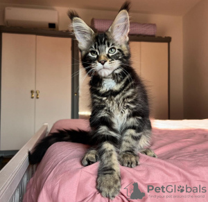 Foto №2 zu Ankündigung № 133034 zu verkaufen maine-coon-katze - einkaufen Deutschland quotient 	ankündigung