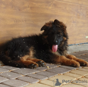 Zusätzliche Fotos: Langhaarige Deutsche Schäferhundwelpen