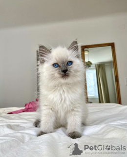 Foto №2 zu Ankündigung № 101802 zu verkaufen ragdoll-katze - einkaufen Deutschland quotient 	ankündigung, züchter