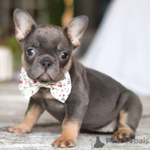 Foto №3. Französische Bulldogge, 13 Wochen alt, bereit, nach Hause zu gehen. Deutschland