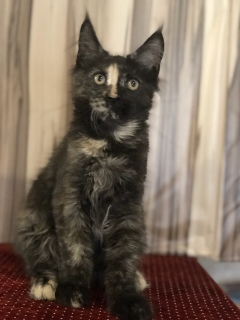 Zusätzliche Fotos: Maine Coon Katze ist zum Verkauf verfügbar Happy Aurum Oculis, geboren am