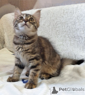 Foto №2 zu Ankündigung № 158290 zu verkaufen  - einkaufen Russische Föderation quotient 	ankündigung