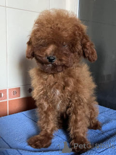 Foto №1. pudel (toy) - zum Verkauf in der Stadt Kiew | 1200€ | Ankündigung № 150131