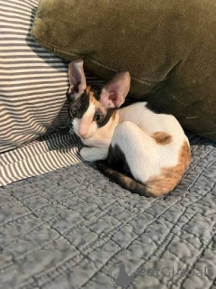 Foto №1. cornish rex - zum Verkauf in der Stadt Budapest | verhandelt | Ankündigung № 173264