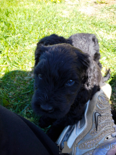 Foto №3. Black Russian Terrier-Welpen werden vom ältesten Zwinger in St. Petersburg, Best. Russische Föderation