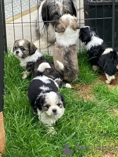 Zusätzliche Fotos: Entzückende Shih Tzu Welpen zur kostenlosen Adoption