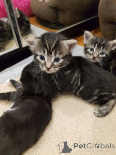 Foto №2 zu Ankündigung № 161095 zu verkaufen europäisch kurzhaar - einkaufen Schweden züchter