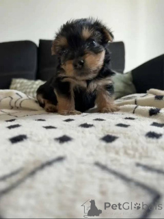 Foto №2 zu Ankündigung № 163789 zu verkaufen yorkshire terrier - einkaufen Deutschland quotient 	ankündigung, aus dem tierheim