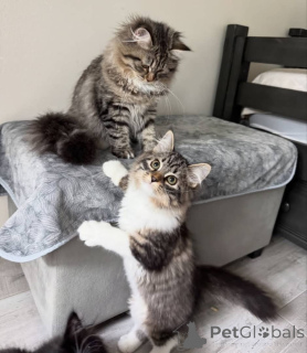 Foto №2 zu Ankündigung № 160187 zu verkaufen maine-coon-katze - einkaufen Deutschland quotient 	ankündigung