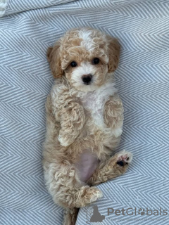 Foto №2 zu Ankündigung № 130448 zu verkaufen  - einkaufen Deutschland 