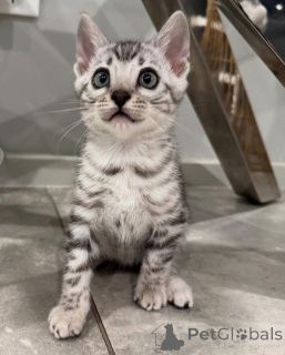 Foto №1. bengal katzenrasse - zum Verkauf in der Stadt Nürnberg | 750€ | Ankündigung № 152551