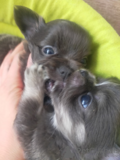 Foto №4. Ich werde verkaufen chihuahua in der Stadt Środa Wielkopolska. vom kindergarten - preis - verhandelt