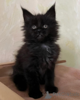 Foto №1. maine-coon-katze - zum Verkauf in der Stadt München | 700€ | Ankündigung № 150611