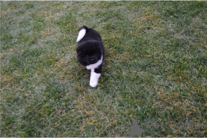 Foto №3. Zuhause ausgebildete Akita -Welpen zur Adoption. Deutschland