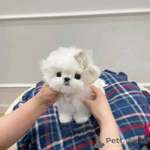 Foto №1. malteser - zum Verkauf in der Stadt Chicago | 425€ | Ankündigung № 137598