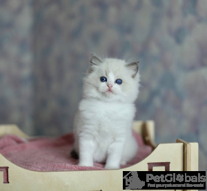 Foto №3. Deutsche Rex. Belgien