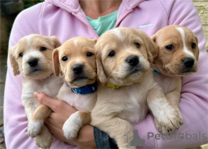 Foto №1. amerikanischer cocker spaniel - zum Verkauf in der Stadt Barsel | 350€ | Ankündigung № 153476