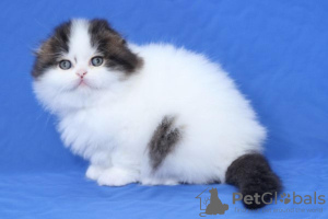 Foto №3. GCCF reg Scottish Fold Kittens. Finnland