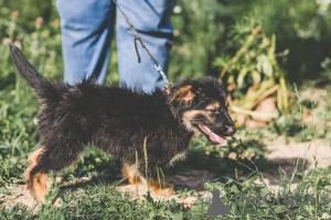 Foto №2 zu Ankündigung № 7613 zu verkaufen mischlingshund - einkaufen Russische Föderation quotient 	ankündigung, aus dem tierheim