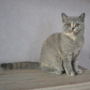 Foto №3. Britische Katzen. Weißrussland