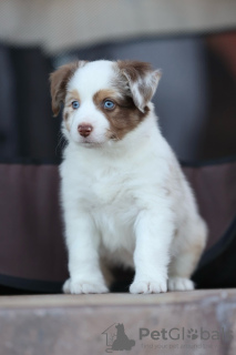 Foto №2 zu Ankündigung № 121903 zu verkaufen australian shepherd - einkaufen Russische Föderation vom kindergarten, züchter