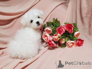 Foto №3. Entzückende Welpen bereit für neues Zuhause. USA