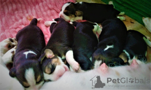 Foto №1. beagle - zum Verkauf in der Stadt Kiew | 335€ | Ankündigung № 36888
