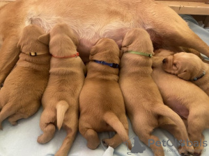 Foto №1. labrador retriever - zum Verkauf in der Stadt Амстердам | 5000€ | Ankündigung № 54734