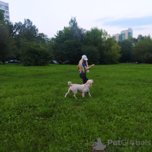 Foto №3. Ich schlage die Paarung eines Labrador-Hundes vor. Russische Föderation