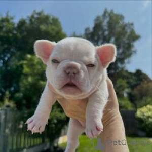 Foto №2 zu Ankündigung № 169534 zu verkaufen französische bulldogge - einkaufen Estland züchter