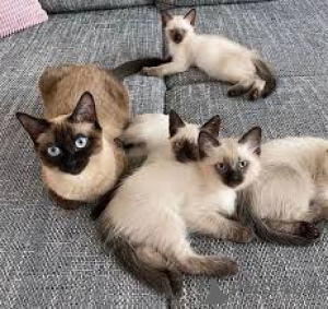 Foto №1. siamkatze - zum Verkauf in der Stadt Brüssel | 500€ | Ankündigung № 172711