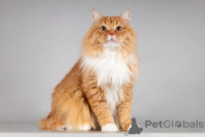 Foto №3. Die rote Katze Puschkin sucht eine Familie.. Russische Föderation