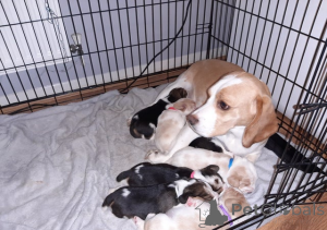 Foto №1. beagle - zum Verkauf in der Stadt Dilijan | Frei | Ankündigung № 161321