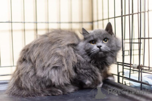 Foto №3. Die flauschige Schönheit Artemis ist in guten Händen.. Russische Föderation