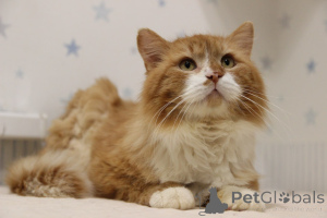 Foto №1.  - zum Verkauf in der Stadt Minsk | Frei | Ankündigung № 139192