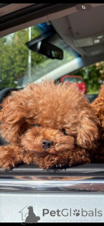 Foto №2. Paarung Service pudel (toy). Preis - verhandelt