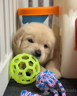 Foto №2 zu Ankündigung № 174483 zu verkaufen golden retriever - einkaufen Finnland quotient 	ankündigung