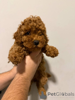 Foto №4. Ich werde verkaufen pommersche spitz in der Stadt Sivats.  - preis - verhandelt