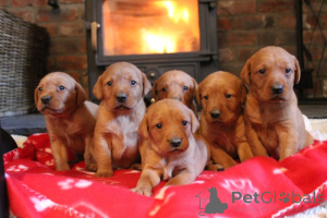 Foto №1. labrador retriever - zum Verkauf in der Stadt Alingsq | 800€ | Ankündigung № 160638