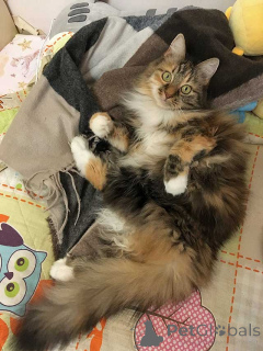 Foto №1.  - zum Verkauf in der Stadt Moskova | Frei | Ankündigung № 161237