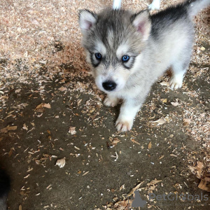 Foto №1. siberian husky - zum Verkauf in der Stadt Helsinki | verhandelt | Ankündigung № 70036