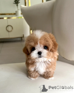 Foto №3. Liebevolle Maltipoo-Welpen suchen ein Zuhause für immer. Polen