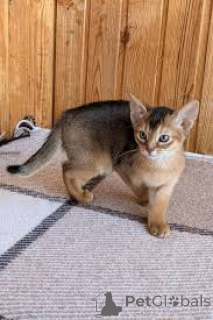 Foto №3. Adoptoitavat abessinialaiset kissanpennut. Finnland