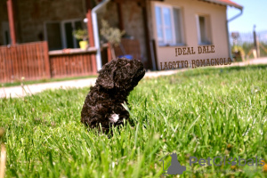 Foto №4. Ich werde verkaufen lagotto romagnolo in der Stadt Бачка-Паланка. züchter - preis - verhandelt