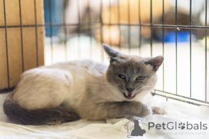 Foto №2 zu Ankündigung № 159059 zu verkaufen  - einkaufen Russische Föderation aus dem tierheim