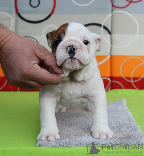 Foto №3. Englische Bulldogge. Serbien