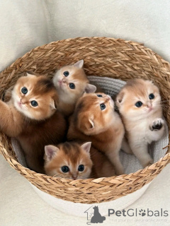 Foto №1. schottische faltohrkatze - zum Verkauf in der Stadt Berlin | 300€ | Ankündigung № 137226