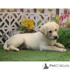 Foto №4. Ich werde verkaufen labrador retriever in der Stadt Berlin. quotient 	ankündigung - preis - 600€